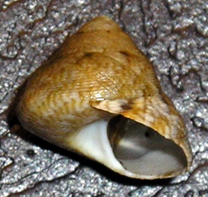 Phorcus richardi  & Gibbula varia